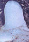 amarnathshivlingam.jpg (19772 bytes)